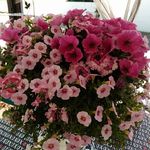 Renee Hooper - @hooper7728 - Instagram