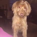 Jasper Renée Pequeño HoGlin - @jasper.renee.pequeno.hoglin - Instagram