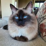Renee Katzer - @bojangles_the_cat19 - Instagram