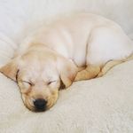 Renee Katzer - @bailey_the_pup20 - Instagram