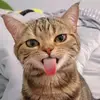 LOL - @reneekenyon04 - TikTok
