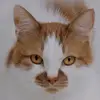 Renee Leanne Krause - @reneeleannekrause - TikTok