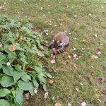 Renee Lamy - @lamy3297 - Instagram