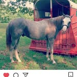 Renee Linton McBride - @smokey_bruno_caretaker - Instagram
