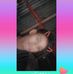 Rana Lohar - Facebook