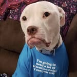 Rene MacDougall - @rene_the_sloth - Instagram