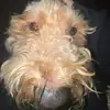 Renee_Main - @august5th_1944 - TikTok