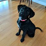 River Renee McClung - @river.renee.rescue - Instagram