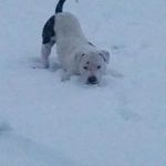 Renee McCormack - @poshpitties - Instagram