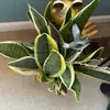 reneejmclean68 - @reneejmclean68 - TikTok