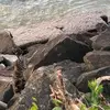 Renee Milroy - @cats_of_the_shore - TikTok