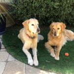 Renee Milton - @reneemilton1960 - Instagram