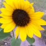 Renee Moser - @renee826248 - Instagram