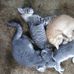 Renee Nystrom - Facebook