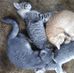 Renee Nystrom - Facebook