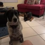 Renee Bergeron-Oakes - @redsoxrenee34 - Instagram