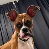 Olive Renee’ - @olivereneetheboxer - TikTok