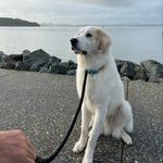 MrFluffyHead - @otisthegoldenpyreneese - Instagram