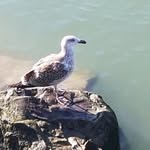 renee ott - @chaton_113 - Instagram