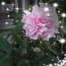 Renee Ott - Facebook