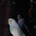 Renee Pate - Facebook