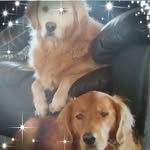 Renee Patrick-nord - @reneepatricknord - Instagram