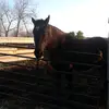 Renée Pilon - @my_eqestrian_life - TikTok