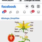 Reine Plume - Facebook