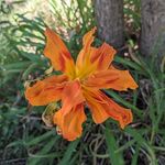 Melissa Reneé Proctor - @rosebudmom7 - Instagram