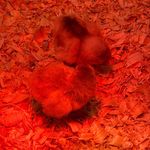 Renee McBride Adam Purcell - @crackhousechickens - Instagram