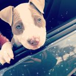 Redd Renee Reece - @reddreneereece - Instagram