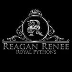 Reagan Renee Royal Pythons - @reagan_renee_royal_pythons - Instagram