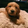 shya.renee.saylor - @oakleythatgoldendoodle - TikTok