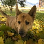 Renee Shaffer - @renwolf68 - Instagram