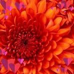Renee Simard - Facebook
