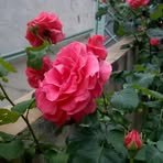 Renee Simard - Facebook