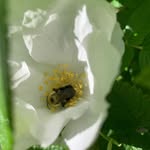 Renee Simard - @renee.simard.1238 - Instagram