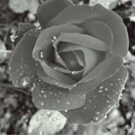 Renée Simard - @r.simard50 - Instagram