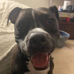 Elise Renee Simoneau - @babyblazethepittie - Instagram