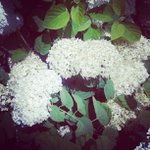 Renee Snider - @lummojeanselement - Instagram