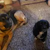 renee spears - @renee.spears5 - TikTok