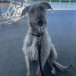 Piper the wolfhound - @renee_swift_99 - Instagram