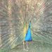 Rene Vitale - Facebook