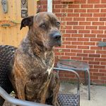 Renee Weiland - @sophiethebrindle1967 - Instagram
