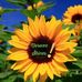 Renee Wenger - Facebook