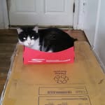 Renee Windsor-White - @renee_the_pet_chaplain - Instagram