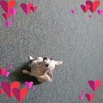 Reno Johnson - @renojohnson44115 - Instagram