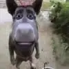 renojohnson85 - @reno.johnson8 - TikTok