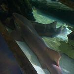 Reno Smith - @smithtimothyreno - Instagram