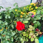 Renu Raman Pandita - @pandita_pulwama77 - Instagram